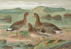 Attēlu rezultāti vaicājumam “Anser albifrons”