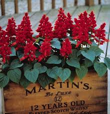 Image result for Salvia splendens