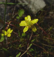 Attēlu rezultāti vaicājumam “Ranunculus flammula”