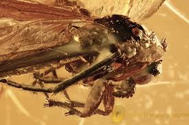 Attēlu rezultāti vaicājumam “Bibionidae female”