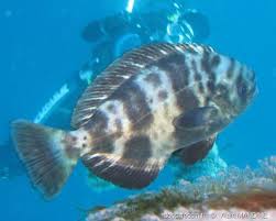 Image result for Schedophilus ovalis