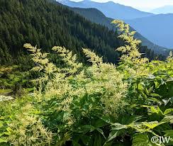 Image result for Aruncus dioicus