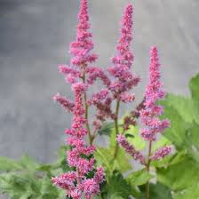 Attēlu rezultāti vaicājumam “Astilbe chinensis bud”