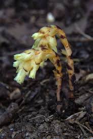 Attēlu rezultāti vaicājumam “Monotropa hypopitys”