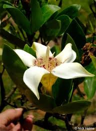 Attēlu rezultāti vaicājumam “Rubiaceae”