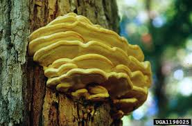 Attēlu rezultāti vaicājumam “Climacodon septentrionalis”