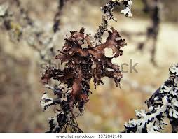 Attēlu rezultāti vaicājumam “Tuckermannopsis chlorophylla”