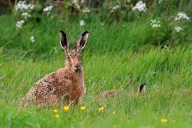 Attēlu rezultāti vaicājumam “Lepus europaeus”