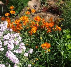 Attēlu rezultāti vaicājumam “Helianthemum nummularium leaf”