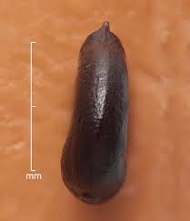 Attēlu rezultāti vaicājumam “Persicaria lapathifolia fruit”