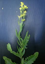 Attēlu rezultāti vaicājumam “Sisymbrium volgense”