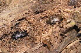 Attēlu rezultāti vaicājumam “Carabus arcensis”