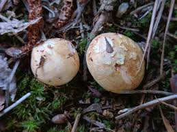 Attēlu rezultāti vaicājumam “Lycoperdon pyriforme sessile”