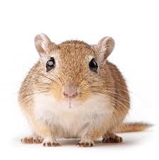 Image result for Gerbil