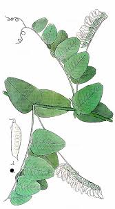 Attēlu rezultāti vaicājumam “Vicia pisiformis”