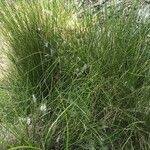 Attēlu rezultāti vaicājumam “Nardus stricta fruit”