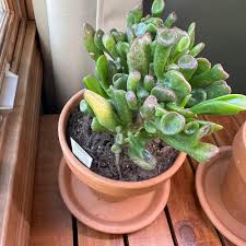 Image result for Crassula hobbit
