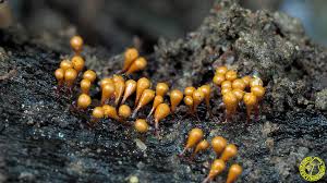 Attēlu rezultāti vaicājumam “Hemitrichia clavata”