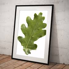 Attēlu rezultāti vaicājumam “Quercus robur leaf”