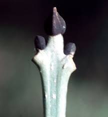 Attēlu rezultāti vaicājumam “Fraxinus excelsior bud”