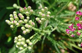 Attēlu rezultāti vaicājumam “Achillea millefolium bud”