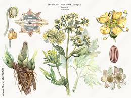 Attēlu rezultāti vaicājumam “Levisticum officinale flower”