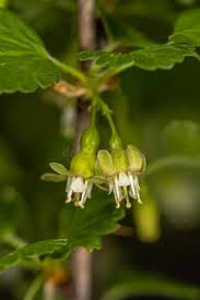 Attēlu rezultāti vaicājumam “Ribes uva-crispa flower”