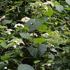 Attēlu rezultāti vaicājumam “Hydrangea arborescens subsp. discolor”