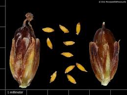 Attēlu rezultāti vaicājumam “Juncus alpinoarticulatus”