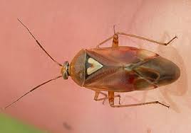 Attēlu rezultāti vaicājumam “Lygus pratensis imago”