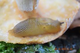 Attēlu rezultāti vaicājumam “Malacolimax tenellus”