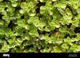 Attēlu rezultāti vaicājumam “Crassulaceae”