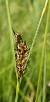Attēlu rezultāti vaicājumam “Carex lasiocarpa male flower”