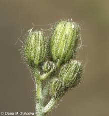 Attēlu rezultāti vaicājumam “Hieracium murorum flower”