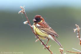 Image result for Emberiza aureola