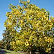 Attēlu rezultāti vaicājumam “Juglans”