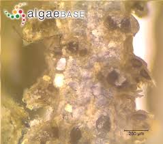 Attēlu rezultāti vaicājumam “Chara tomentosa”