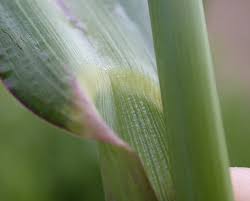 Attēlu rezultāti vaicājumam “Echinochloa crus-galli leaf”
