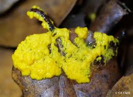 Attēlu rezultāti vaicājumam “Leocarpus fragilis var. bisporus spores”