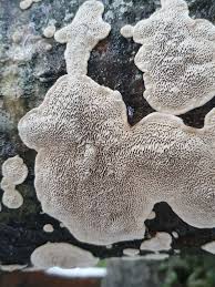 Attēlu rezultāti vaicājumam “Datronia mollis”