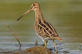 Image result for Gallinago gallinago