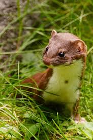 Attēlu rezultāti vaicājumam “Mustela nivalis adult”