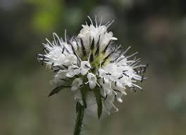 Image result for Dipsacus pilosus