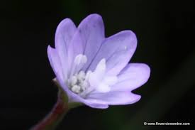 Attēlu rezultāti vaicājumam “Epilobium montanum flower”