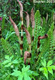 Attēlu rezultāti vaicājumam “Equisetum telmateia”