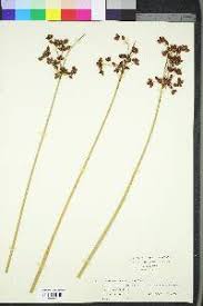 Attēlu rezultāti vaicājumam “Schoenoplectus lacustris subsp. glaucus fruit”