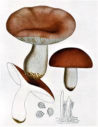 Attēlu rezultāti vaicājumam “Russula vesca”