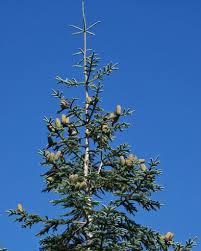 Attēlu rezultāti vaicājumam “Arenaria procera bud”