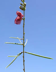 Attēlu rezultāti vaicājumam “Enteridium liceoides macro”