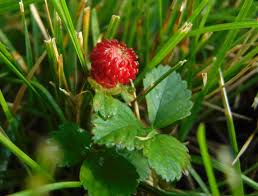Attēlu rezultāti vaicājumam “Fragaria viridis fruit”